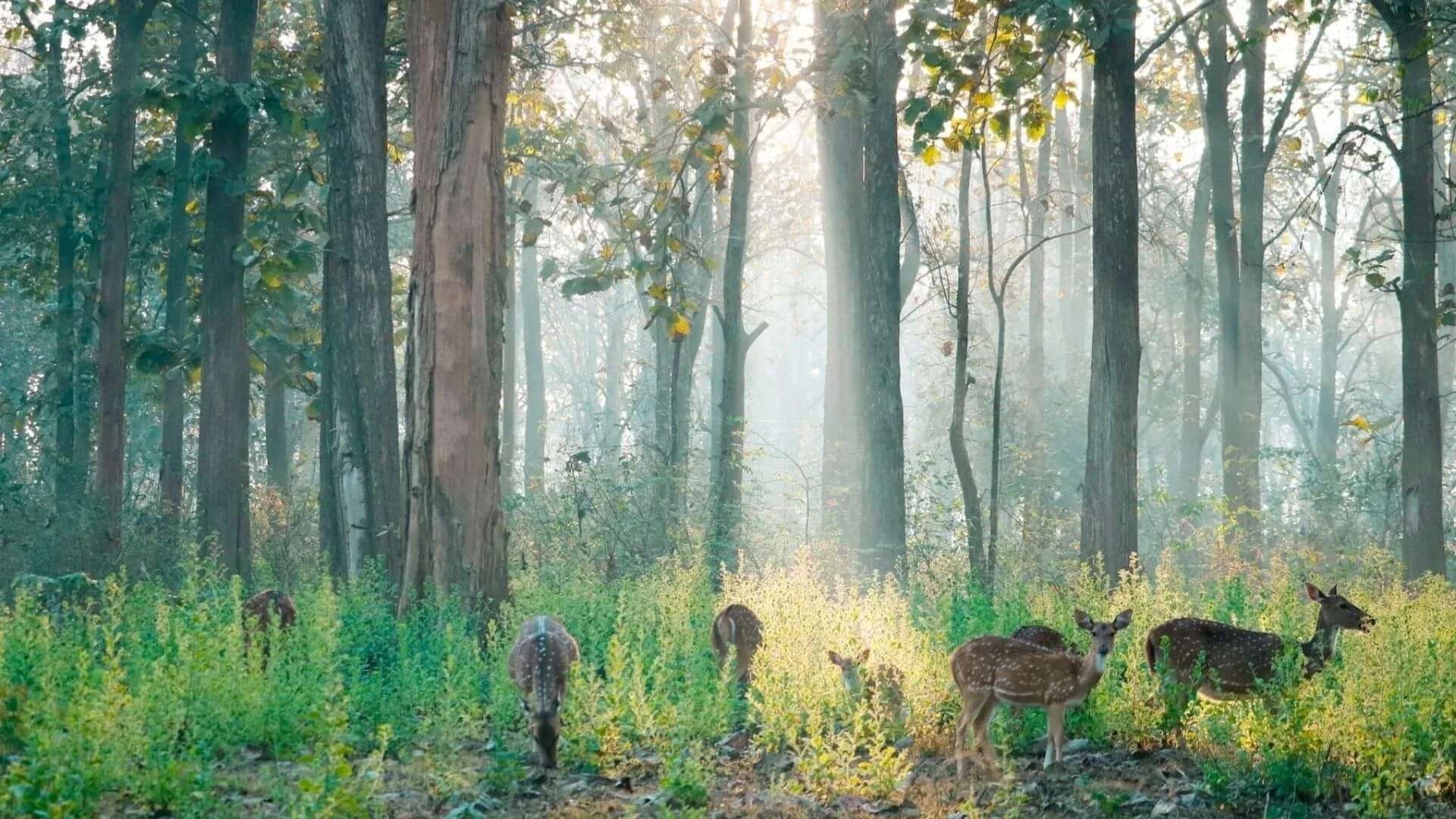 Nagarhole National Park